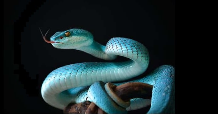 giant blue color snake with black background