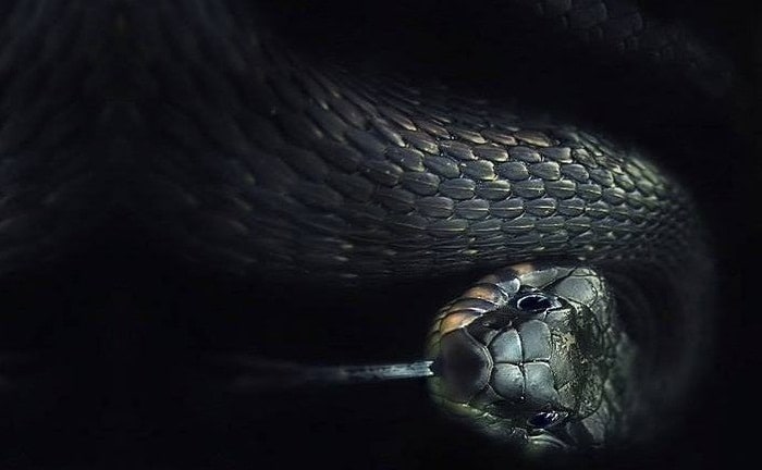 big black snake in dream meaning