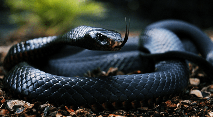 Big black snake in jungle