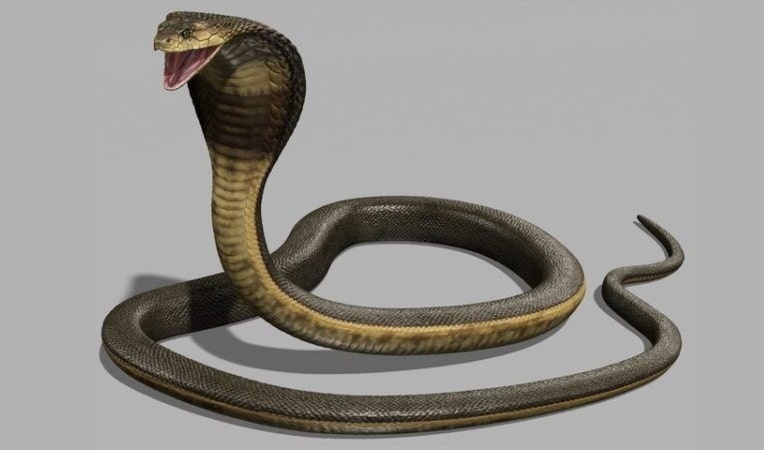 cobra snake with grey background