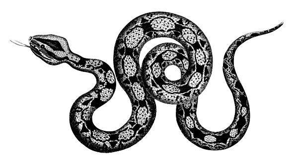 giant black and white snake graphic