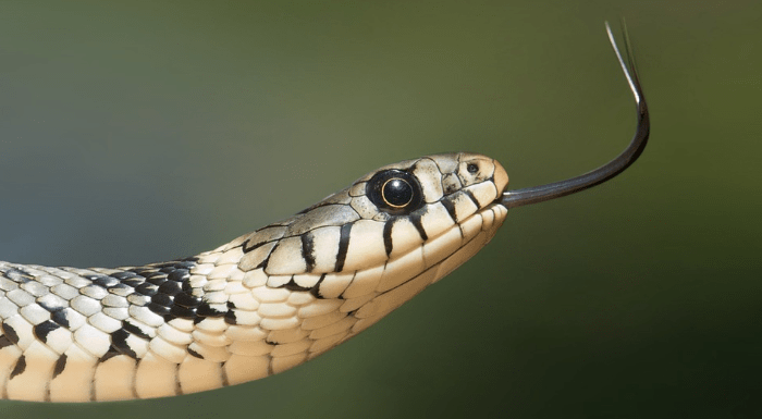 grey and black snake showing long tongue 