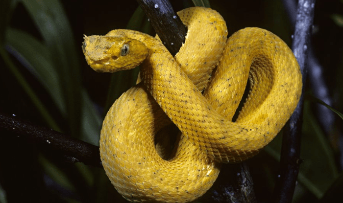 Big yellow snake on tree