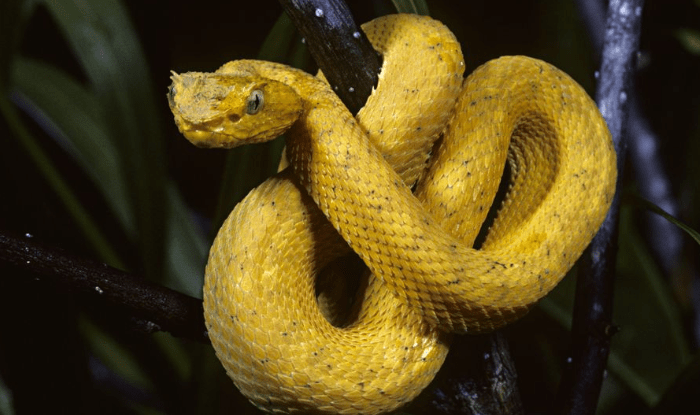 yellow-snake-dream-meaning-interpretations-shocking-facts