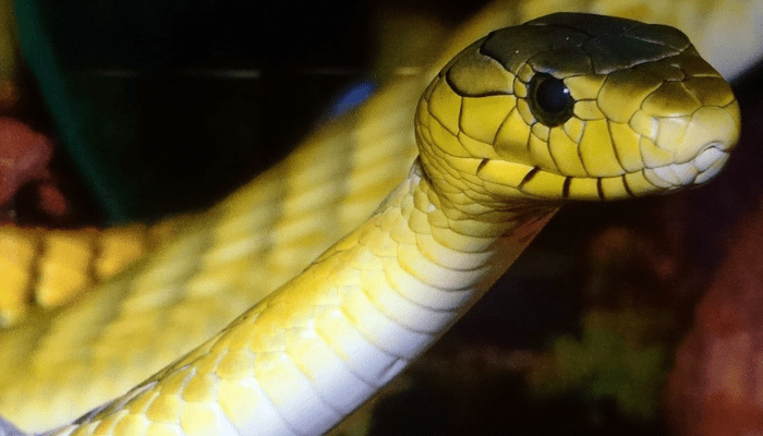 Yellow color snake closeup 