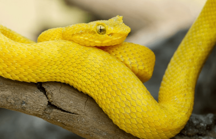 pure yellow color big snake and closeup eyes
