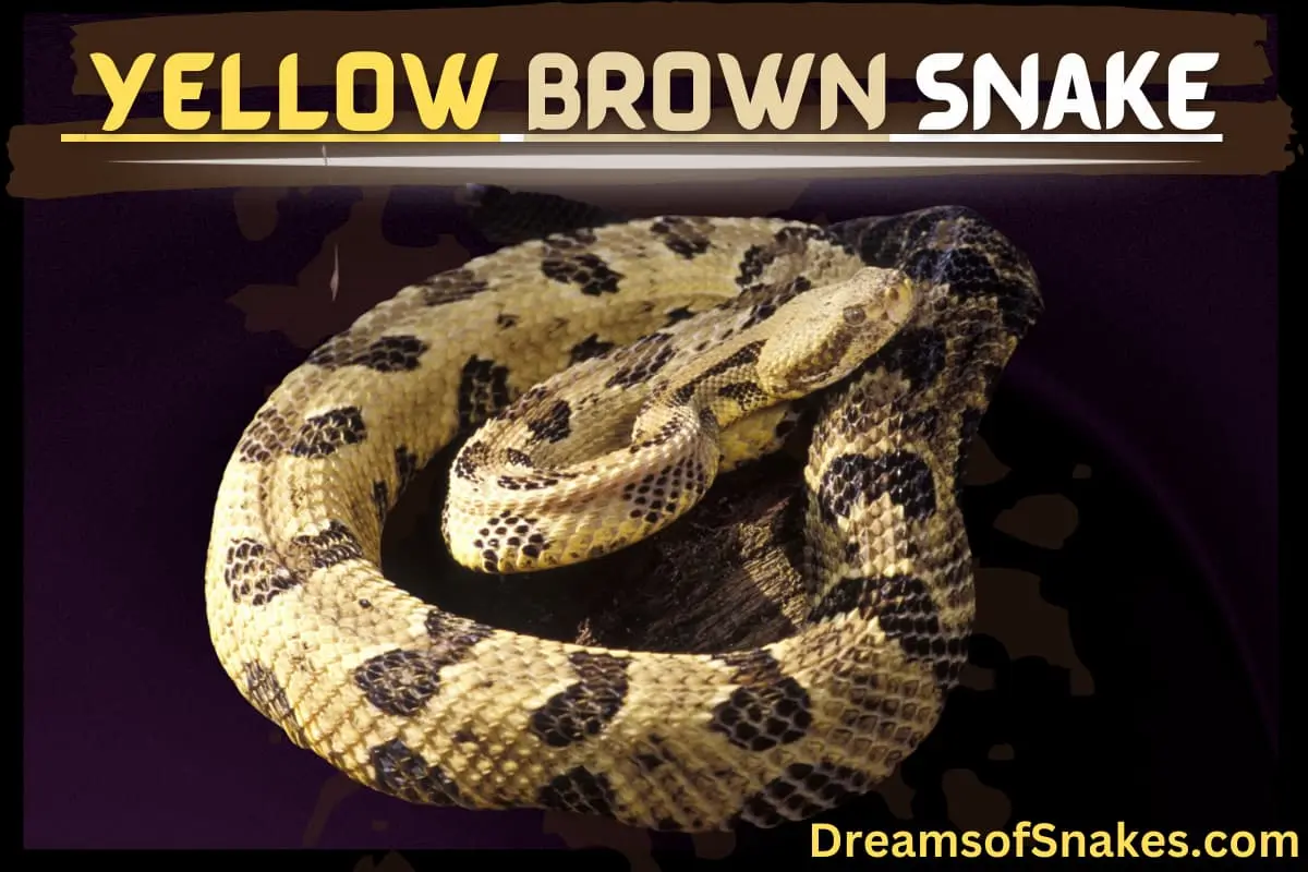 meaning of snakes in dreams yellow snake with brown spots